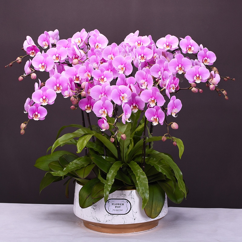 蝴蝶蘭送領(lǐng)導(dǎo)長輩朋友高檔禮品花年宵花卉開業(yè)喬遷新年送禮